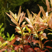 ロタラ・ロトンジフォリアvar ”RAINBOW”