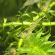 【カワイイ小型エビ】新潟産ヌマエビ（5匹セット）