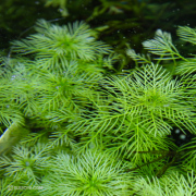 【ふさふさ水草】ミリオフィラム・マトグロッセンセ（3本）