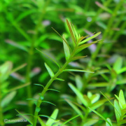 ロタラ・ロトンジフォリア　メンヤン