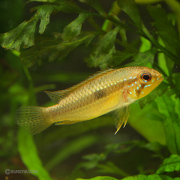 【当店繁殖】アピストグラマ・プルクラ マニコレ産　F1　（メス）