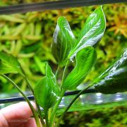 エキノドルス オパクス パラグアイ 'パープルフラワー' （水中葉） エキノドルス オパクス パラグアイ 'パープルフラワー' （水中葉