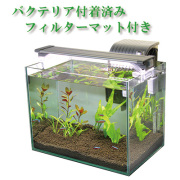【お手軽・送料無料】初心者でもスグにはじめられる30cm水槽セット（熱帯魚・水草付き）