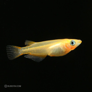 自家繁殖の楊貴妃メダカ