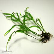 ミクロソリウム・シャープリーフ　ソカン