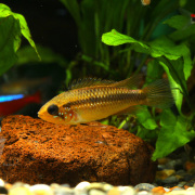 【人気のアピスト】アピストグラマ・アガシジィ　”ダブルレッド”　（メス）