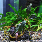 ブセファランドラsp.ティアブラック