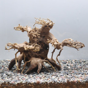 【写真の流木をお届け】水景BONSAI　菩提樹（S）　No.1