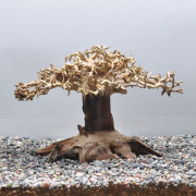 【写真の流木をお届け】水景BONSAI　榕樹（S）　No.1