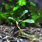 ブセファランドラsp.”バタンカワ”（1株）