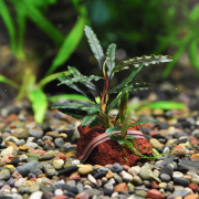 ブセファランドラsp.”カタリーナ”（1株）