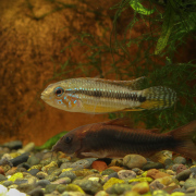 【写真の個体お届け】アピストグラマ・ミウア　カウレス産　（オス）