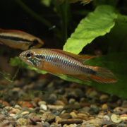 アピストグラマアガシジィダブルレッド