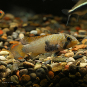 アピストグラマ・パンドリニ