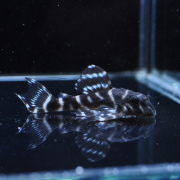 キンペコ10匹セット プレコ キンペコなど