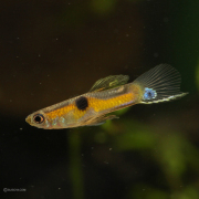 ワイルドグッピー　トカンチンス産　オス