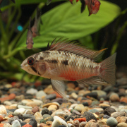 ホングスロイ　スーパーレッド