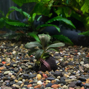 ブセファランドラsp.”ダーキッシュ”（1株）