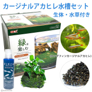 【初心者の方でも安心】カージナルアカヒレ水槽セット（生体セット）