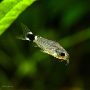 コリドラス・ハステータス 国産