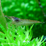 ミナミヌマエビ