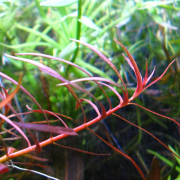 ニードルリーフ