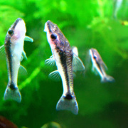 オトシンクルス【コケ取り魚】