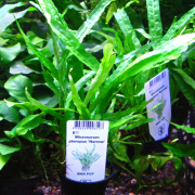 ミクロソリウム ナローリーフ（POT）