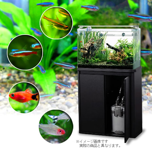 すべてついて‘本格的’にはじめられる60cm水槽キャビネット付熱帯魚セット （生体後から発送）