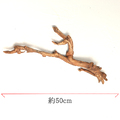 【写真の流木をお届け】ADA ホーンウッド  No.8