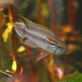 アピストグラマ・アガシジ