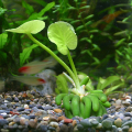 バナナプラント