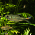 カラシンsp.
