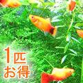 熱帯魚 通販