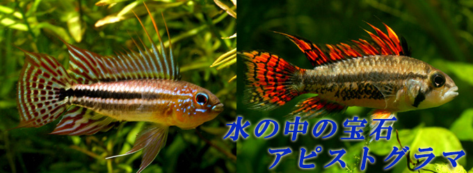 水槽屋.com │ 熱帯魚・水草とアクアリウム用品専門通販 水槽屋.com │ 熱帯魚・水草とアクアリウム用品専門通販
