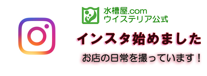 水槽屋.com │ 熱帯魚・水草とアクアリウム用品専門通販