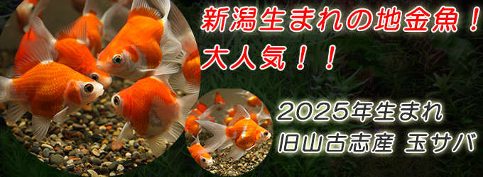 水槽屋.com │ 熱帯魚・水草とアクアリウム用品専門通販 水槽屋.com │ 熱帯魚・水草とアクアリウム用品専門通販