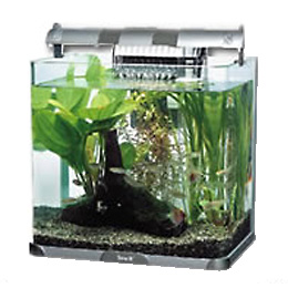 すべてついてスグにはじめられる40cm水槽セット