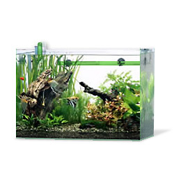 45cm水槽熱帯魚セット