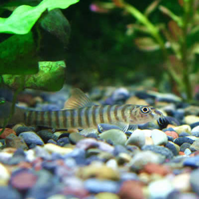 リング・ローチ