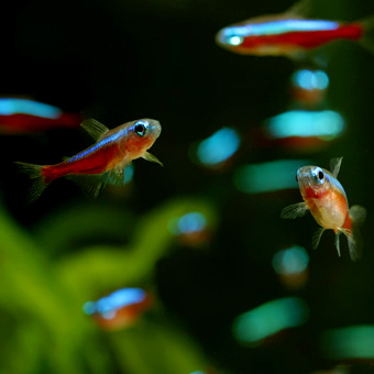 カージナルテトラ