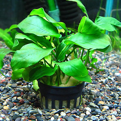 アヌビアス・ナナ （POT）