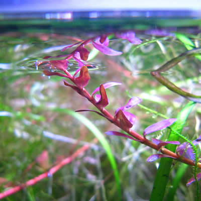 ロタラ・ロトンジフォリア（レッドタイプ）