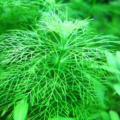 オオセイヨウキクモ