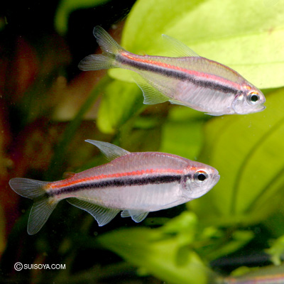 ハイフェソブリコン・ビルマエ