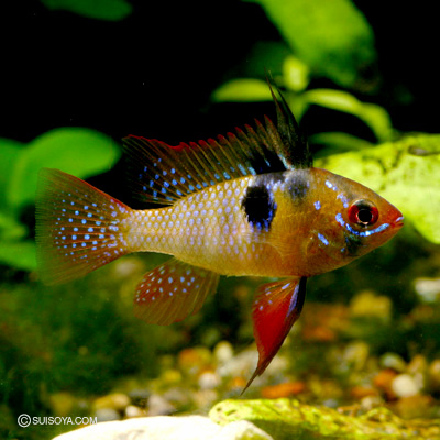 ドイツラミレジ