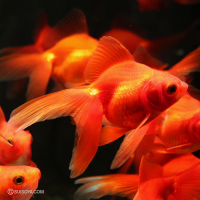 琉金　棚田氏作　上物