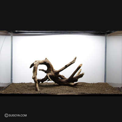 スマトラウッド