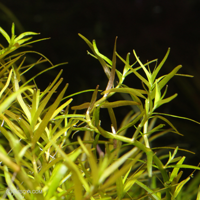 ロタラsp.ワイナード 水中葉 （2本）