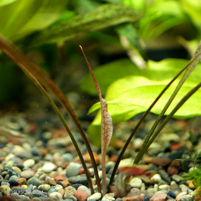 クリプトコリネ・レッドリーフフォーム